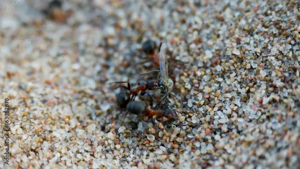 two ants dragging prey food of a mosquito on the sand two ants dragging prey food of a mosquito on the sand