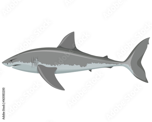 Big white shark