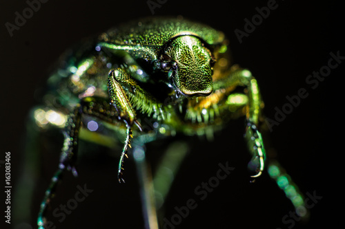 Wallpaper Mural Scarab macro Torontodigital.ca