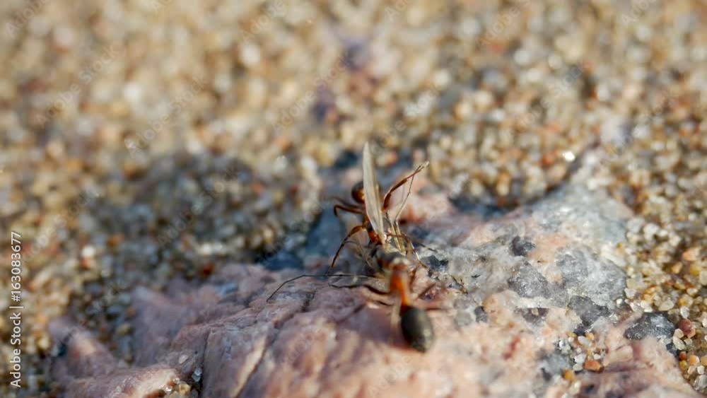two ants dragging prey food dragonfly on the sand two ants dragging prey food dragonfly on the sand