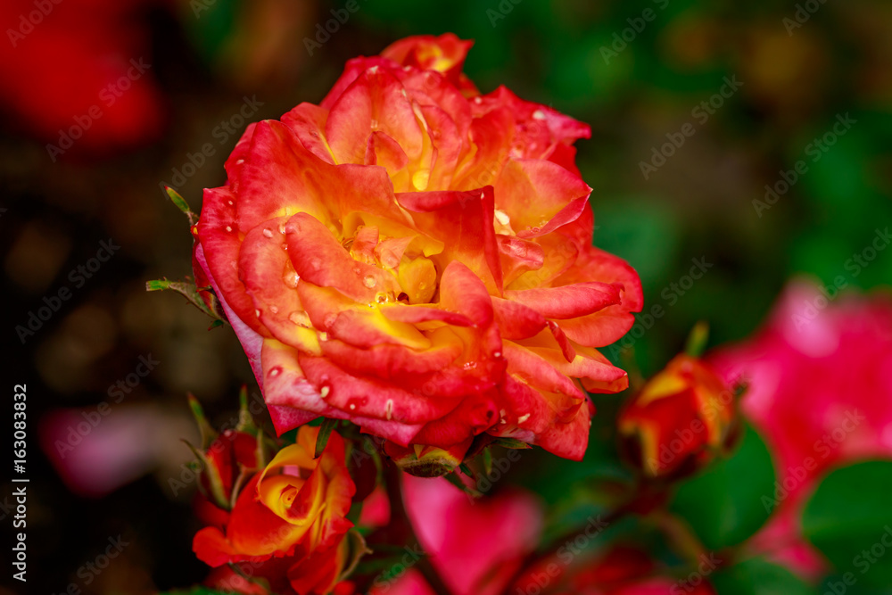 Beautiful Rose in Full Blossom Beautiful Rose in Full Blossom