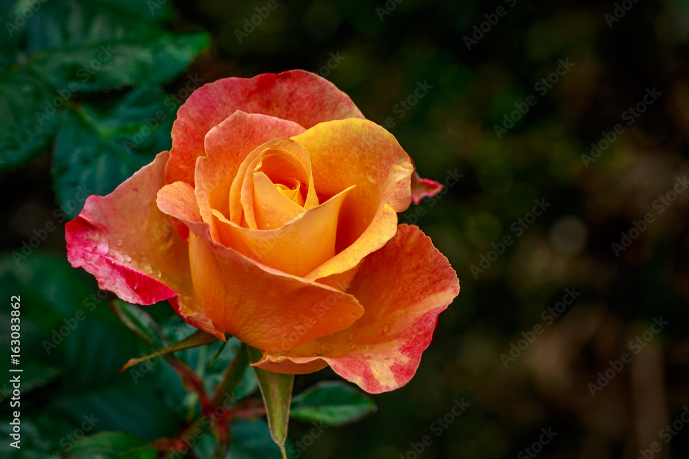 Beautiful Rose in Full Blossom