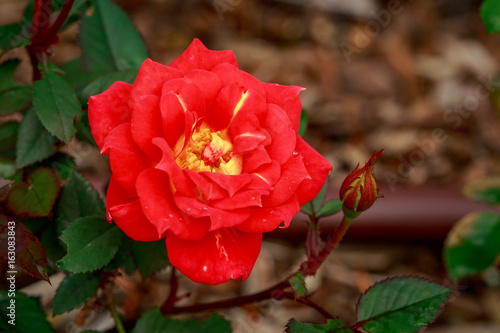 Beautiful Rose in Full Blossom