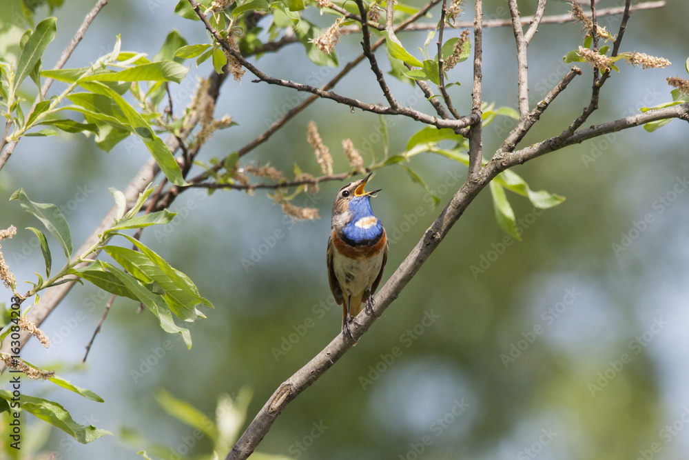 the male bird is the Bluethroat Nightingale sings to attract the