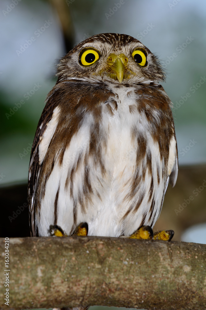 Ferruginous Pygmy-owl (Glaucidium brasilianum) perched on branch, looking backward. Full length profile. Ferruginous Pygmy-owl (Glaucidium brasilianum) perched on branch, looking backward. Full length profile.