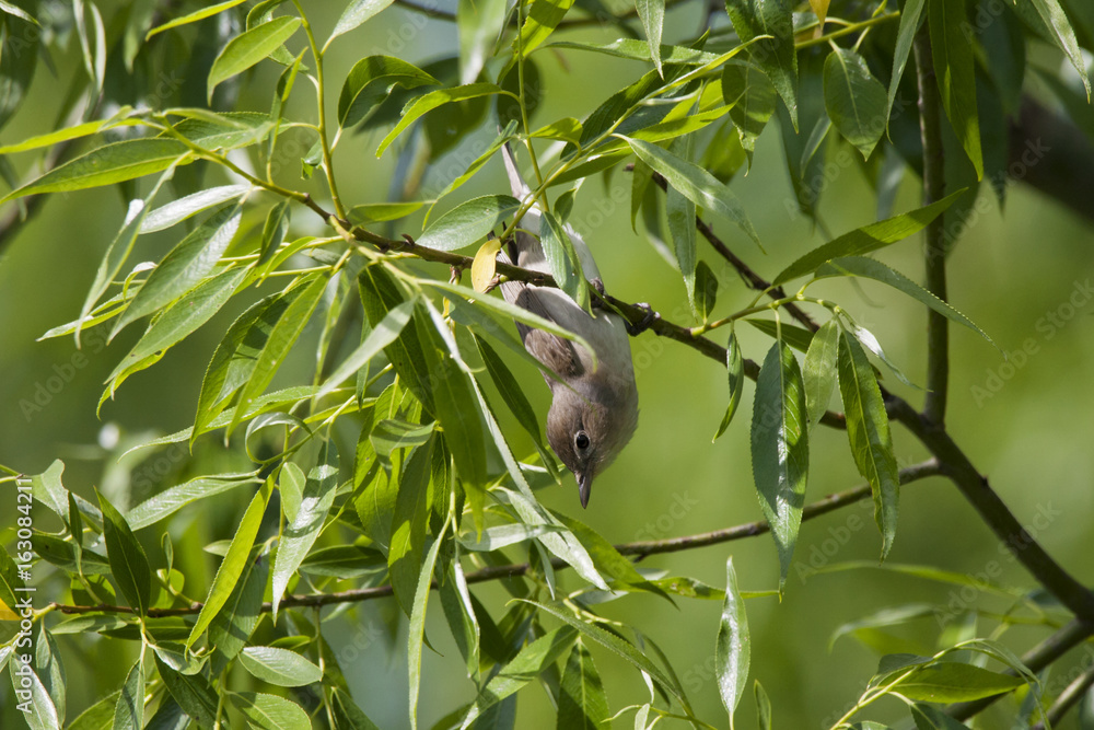 Garden warbler hanging upside-down. Cute little gray-brown songbird in funny pose. Bird in wildlife. Garden warbler hanging upside-down. Cute little gray-brown songbird in funny pose. Bird in wildlife.