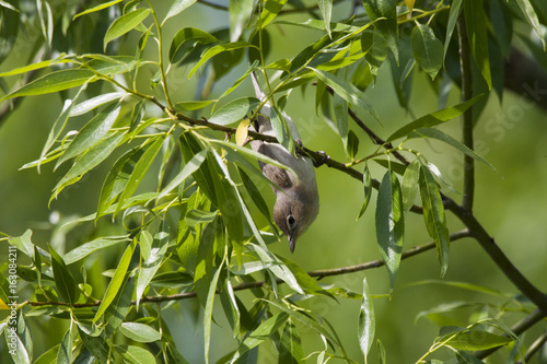 Garden warbler hanging upside-down. Cute little gray-brown songbird in funny pose. Bird in wildlife.