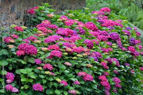 Wallpaper Mural Hortensias de Bretagne Torontodigital.ca