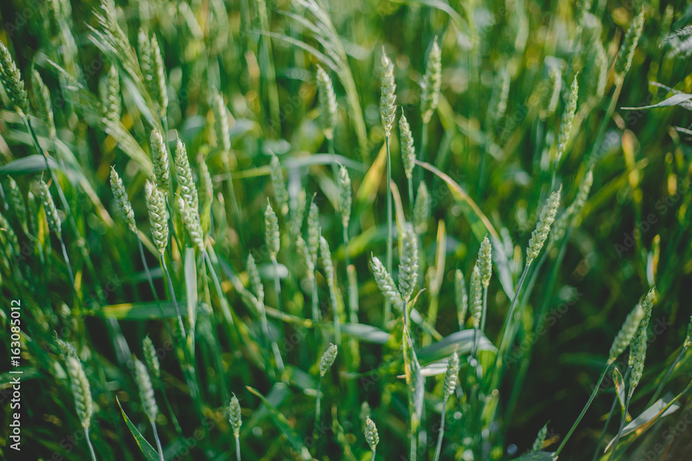 Obraz premium the wheat backround