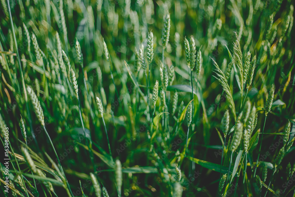 Obraz premium the wheat backround