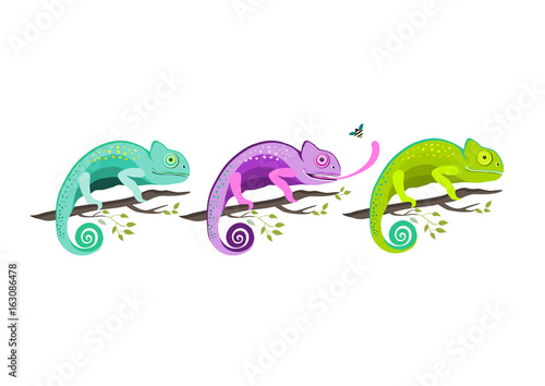 Set of colorful chameleons sitting on the branch on white background, vector illustration.