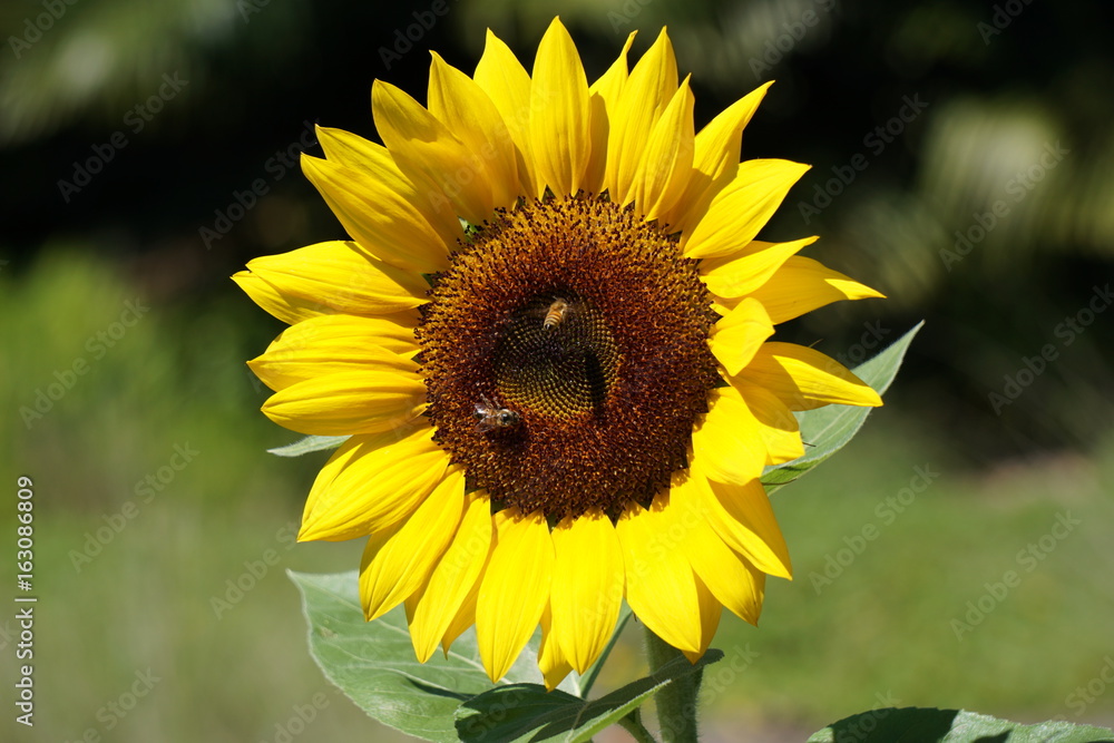 sunflower sunflower