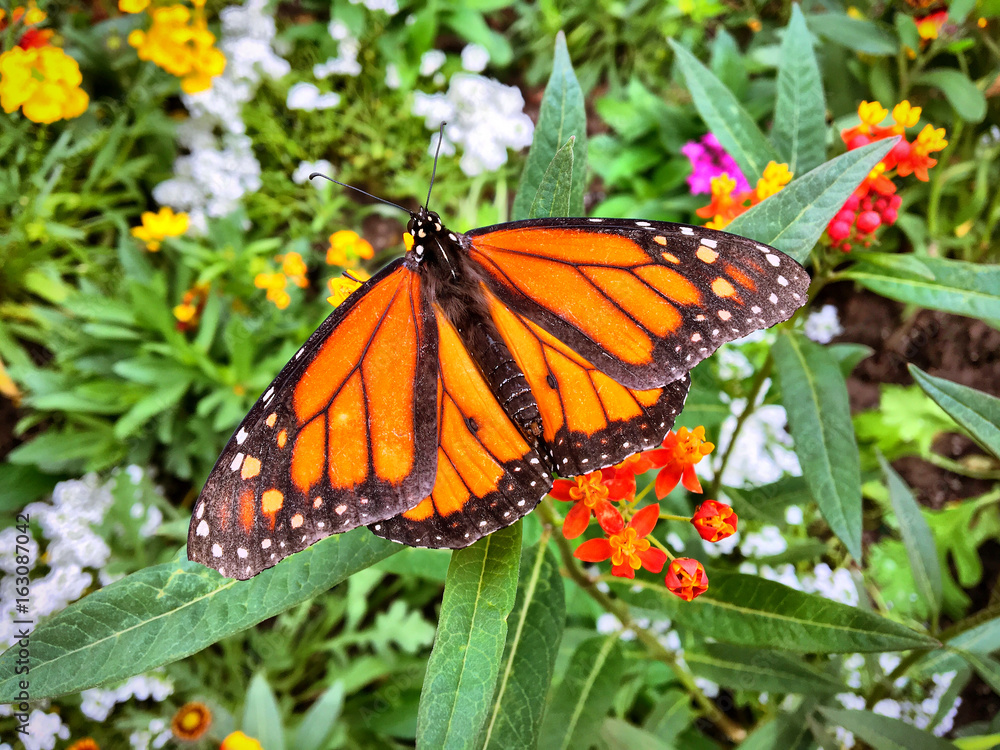 Fototapeta premium motyl