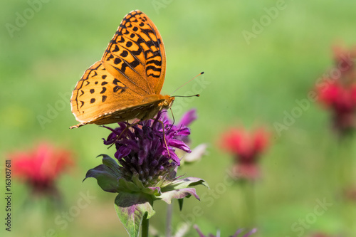 great_spangled_fritillary © Cliff
