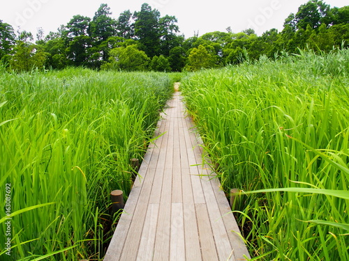Canvastavla 初夏の水元公園の葭原と木道と林風景