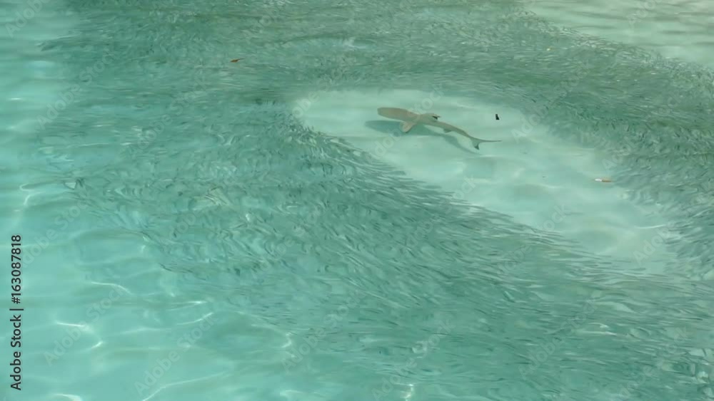 Reef shark moves through a shoal of fish hunting Reef shark moves through a shoal of fish hunting
