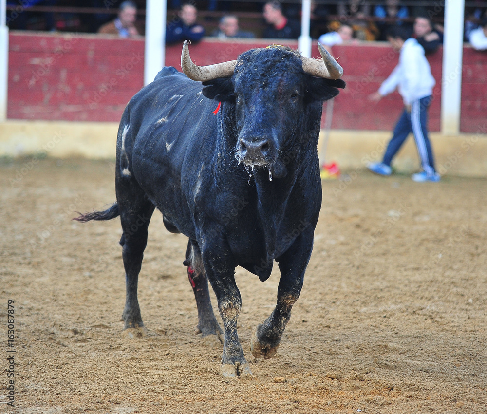 bull bull