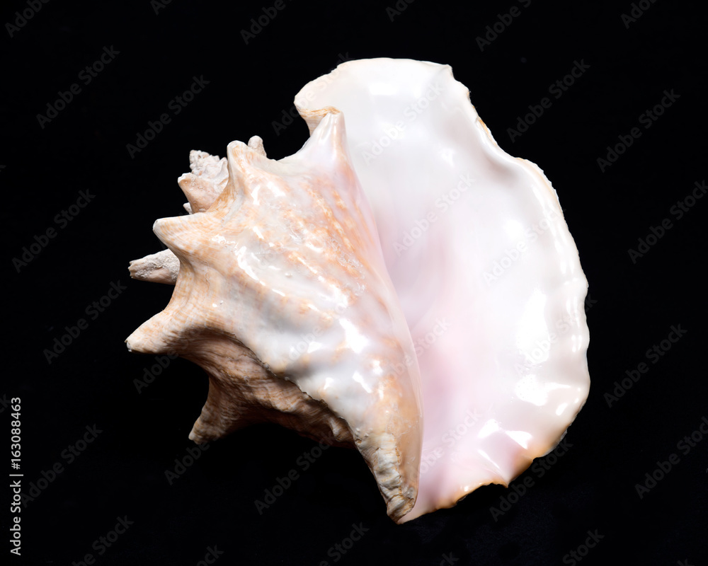 Large pink queen conch seashell on black fabric background Large pink queen conch seashell on black fabric background