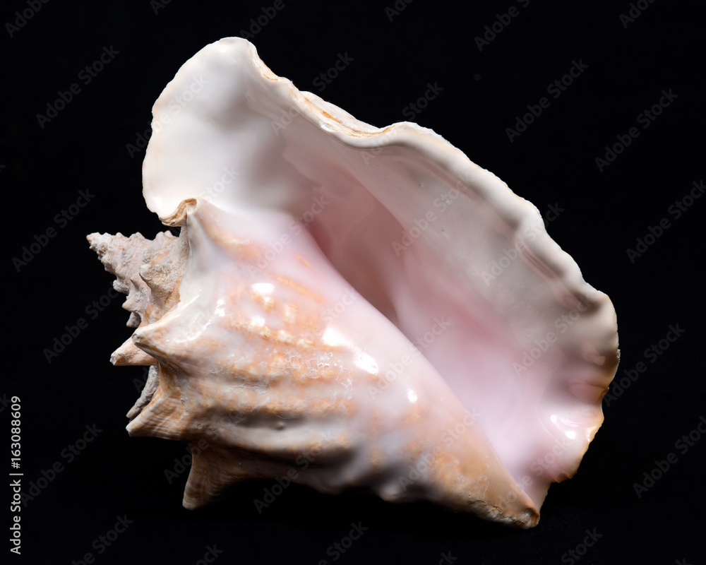 Large pink queen conch seashell on black fabric background Large pink queen conch seashell on black fabric background