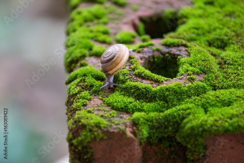 Snail is crawling on the green moss plant that growth on brickblog