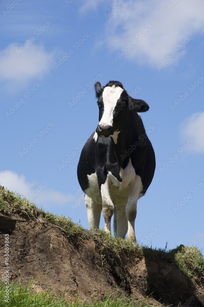 
cow