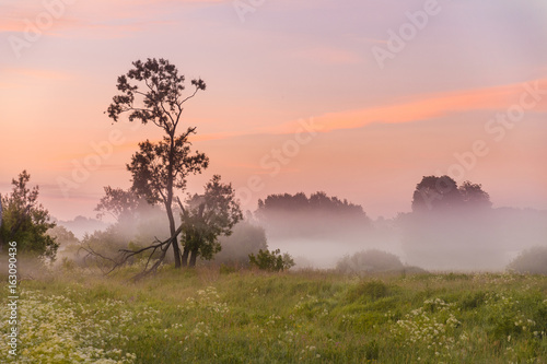 The tree is half broken by the time the dawn light and misty haze