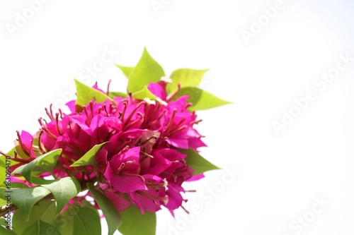 Pink Bougainvillea with leaves on white background 