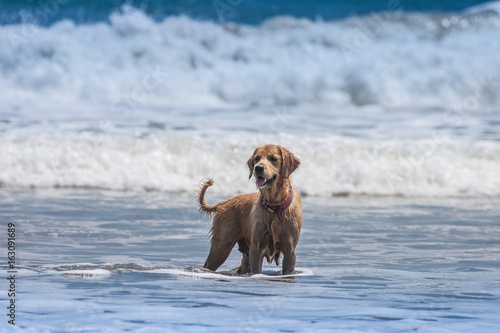 A dog stands in the water. ...