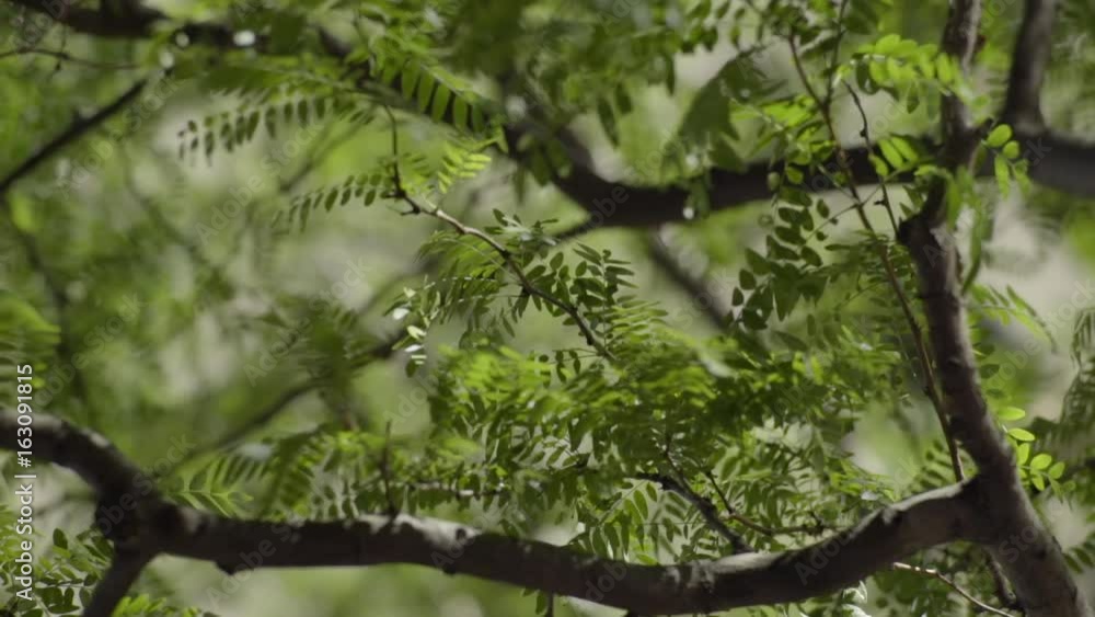Closeup Of Green Tree Leaves In Breeze Closeup Of Green Tree Leaves In Breeze