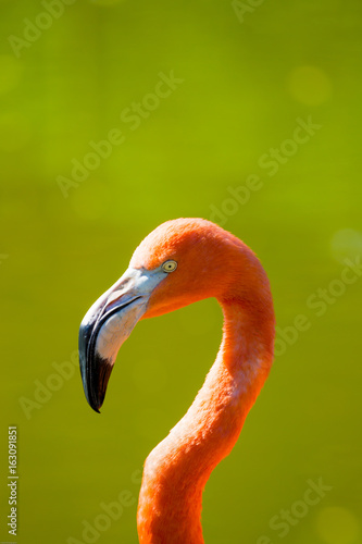 Beautiful Flamingo - Portrait 