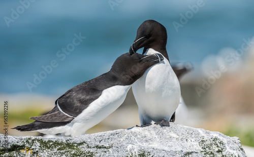 Razorbill
