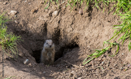 Priarie dog emerges from hole photo