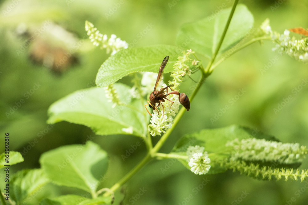 Insect on green grass field with flowers, Background nature Insect on green grass field with flowers, Background nature