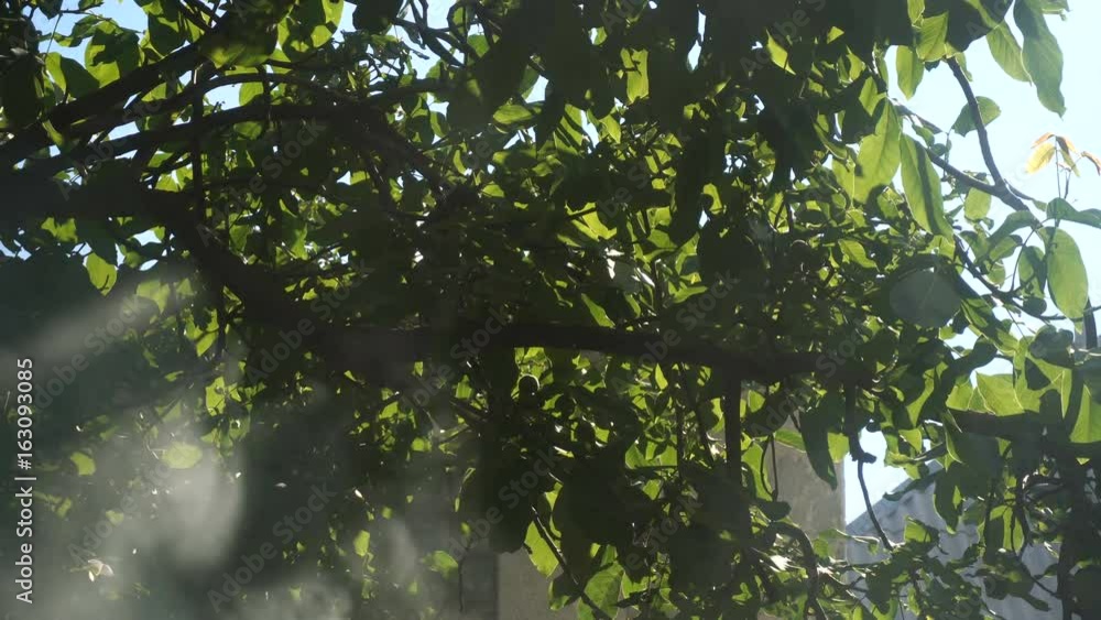 rays shine with smoke through the tree rays shine with smoke through the tree