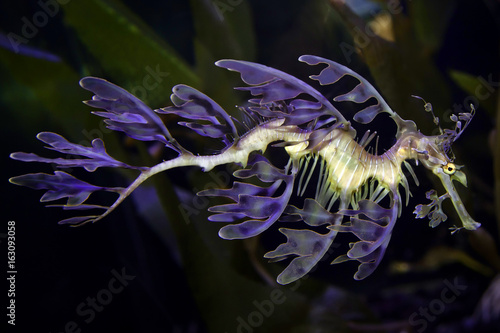 Bild auf Leinwand Sea Dragon