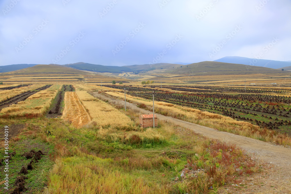 The terraced fields in autumn
