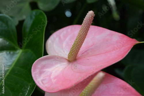 Spring flowers at famous Phipps Conservatory, Pittsburgh, PA  photo