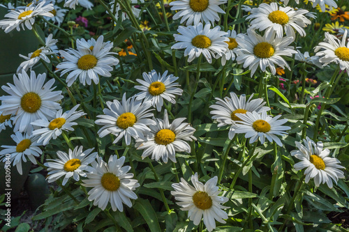 Ox-eye daisies photo