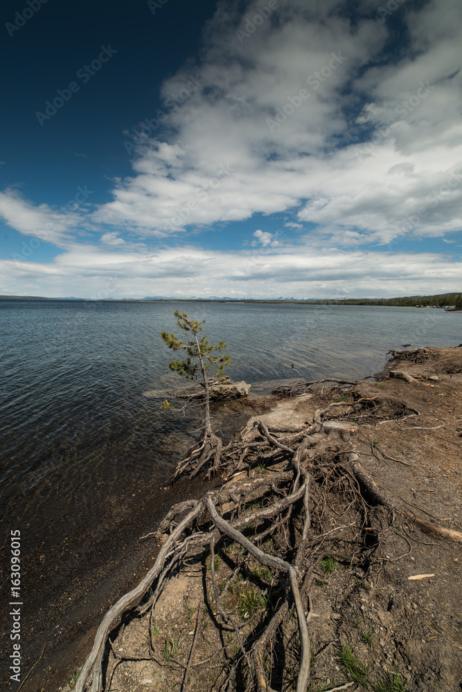 Dear Tree and Branches on the Shore of Yellowstone Lake in Yellowstone National Park, Wyoming