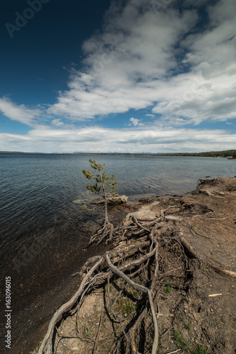 Dear Tree and Branches on the Shore of Yellowstone Lake in Yellowstone National Park, Wyoming © SGUOPHOTOGRAPHY