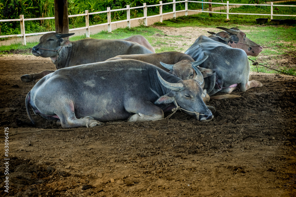 Thai Buffalo in the farm Thai Buffalo in the farm