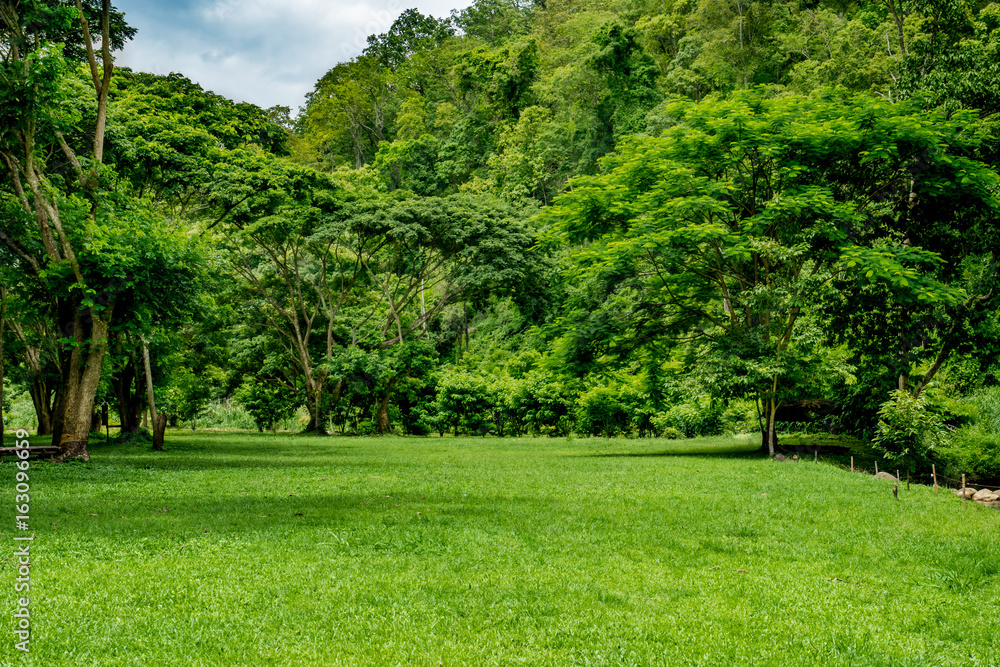 Green grass and tropical forest