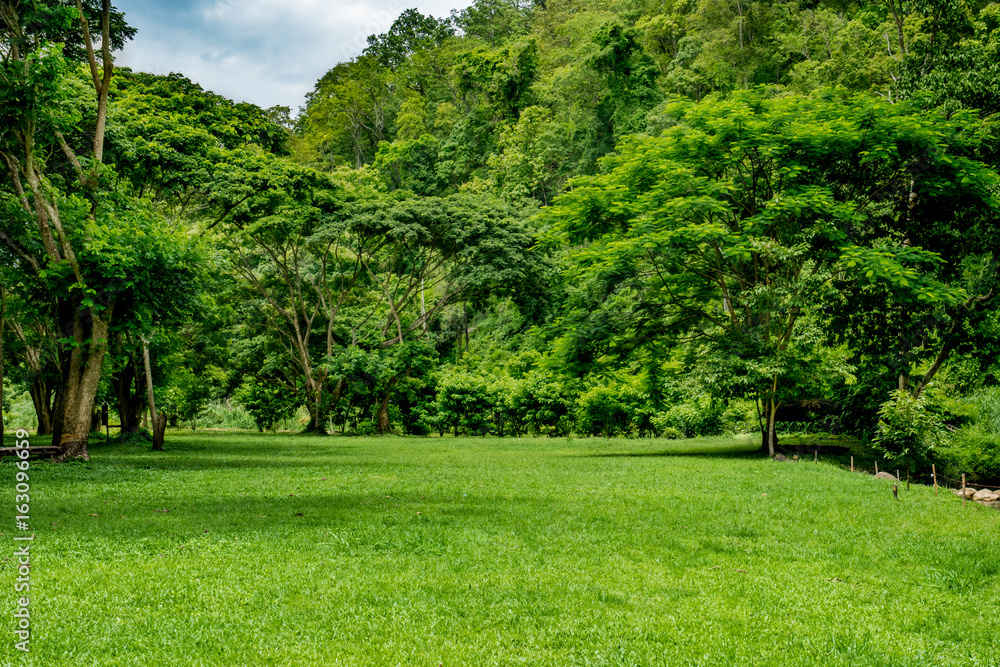 Green grass and tropical forest Green grass and tropical forest