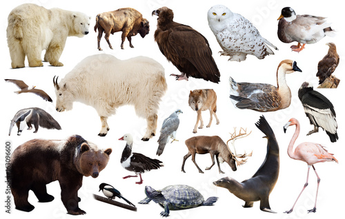 north american animals isolated