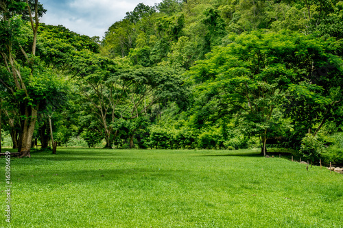 Green grass and tropical forest