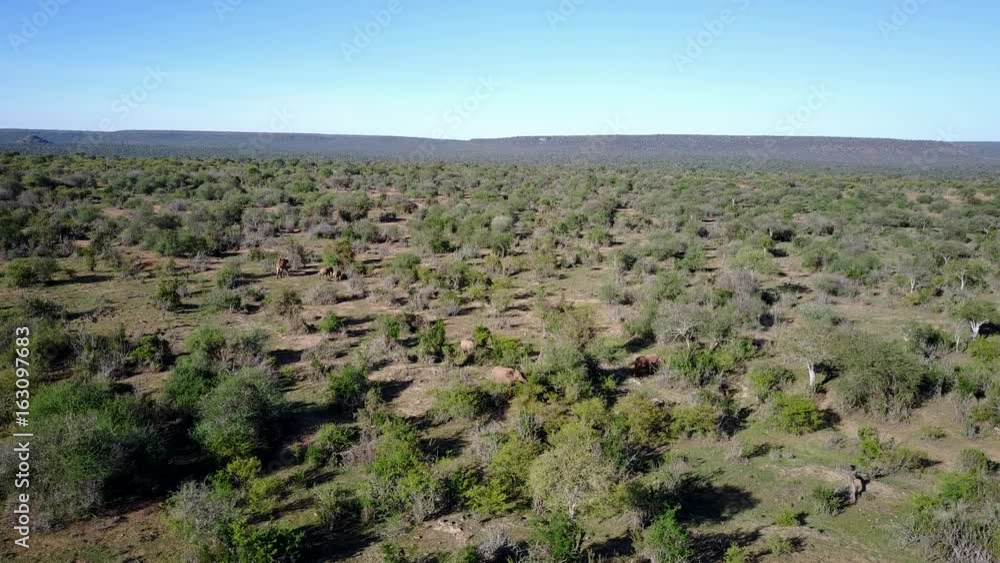 African Elephants. Herd of Elephant filmed from above with 4K aerial drone African Elephants. Herd of Elephant filmed from above with 4K aerial drone