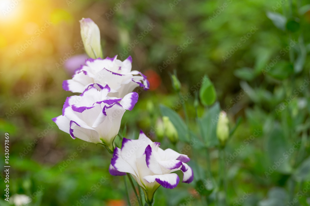 Fototapeta premium Purple lisianthus. In the spring, the beautiful white and violet of Eustoma Balloon flower. Close-Up of flowering Lisianthus or Eustoma plants in a large flower nursery.