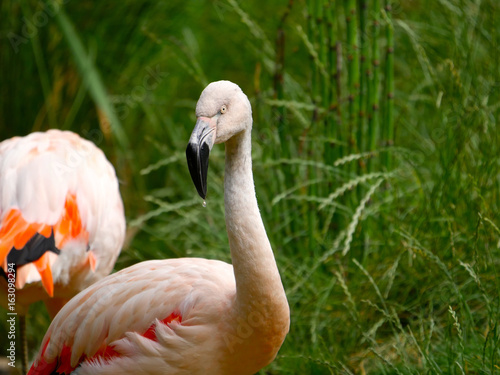 Flamants roses