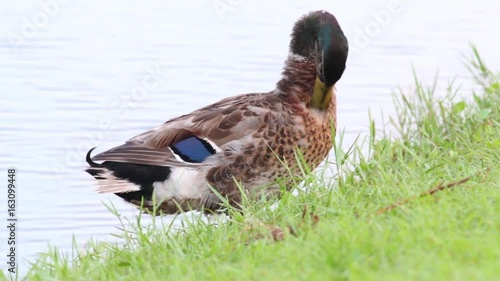 Mallard Duck preening at the shore of a lake.