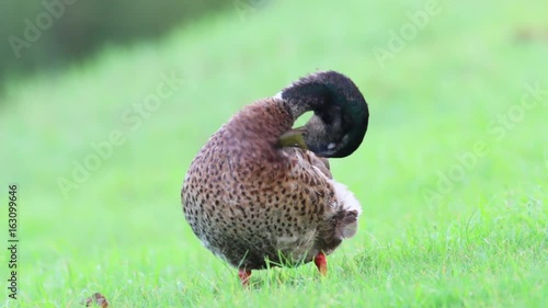 Mallard Duck preening on the grass.